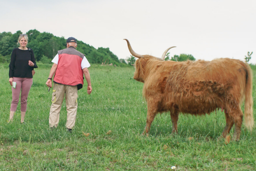 Julia Retzlaff und ein ehrenamtlicher Betreuer der Highlandrinder mit Highlandrind auf einer Weide in Hondelage